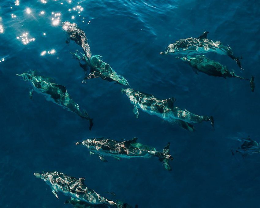 VIDEO Skupina dupina pratila brodicu kod Vrgade