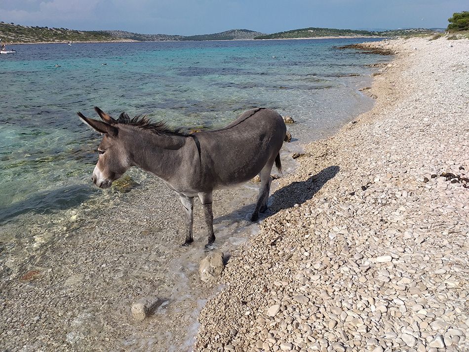 RIJEŠEN SLUČAJ Počinje velika akcija spašavanja magaraca s pustog otoka Kurba Mala