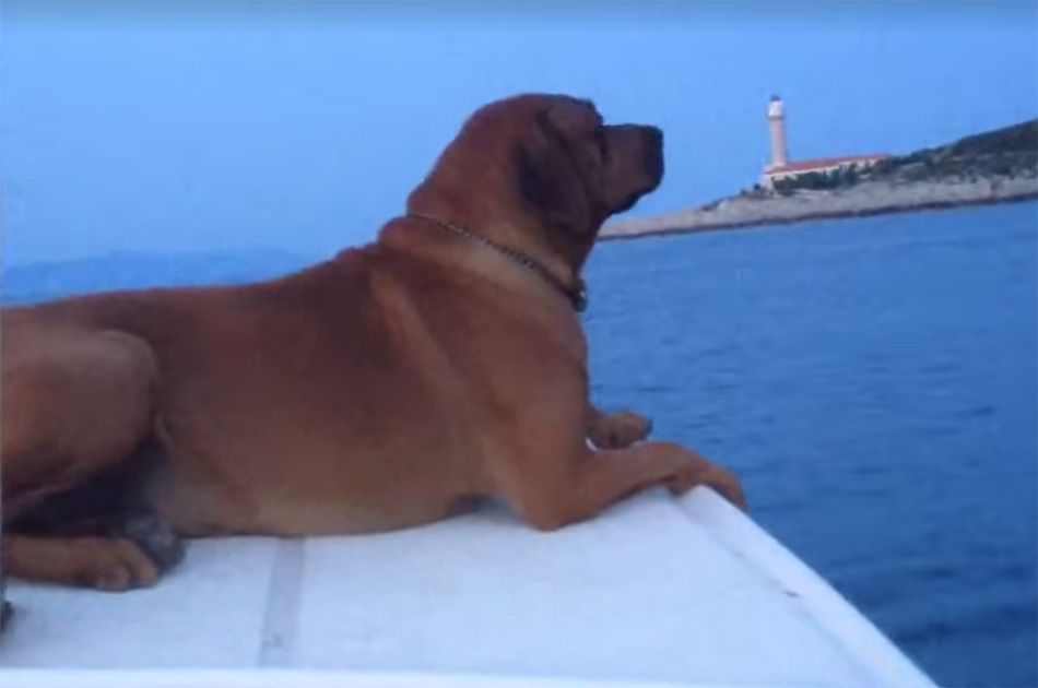 Pomorci, možete mirno spavati, oni vas i večeras čuvaju