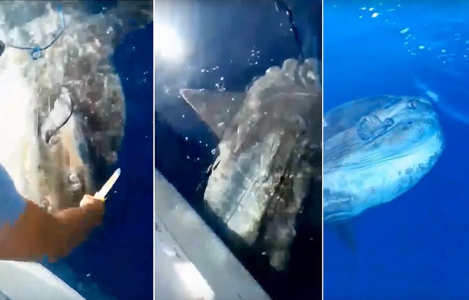 VIDEO Ribar pustio natrag u more 200 kg tešku ribu bucanj: „Neka beštija živi“