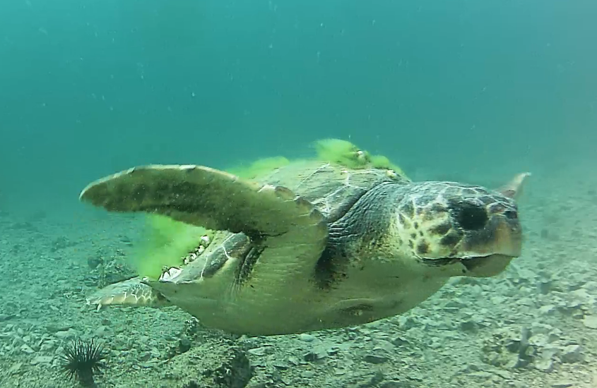 Iz Aquariuma Pula najavili puštanje u more čak 4 oporavljene glavate želve