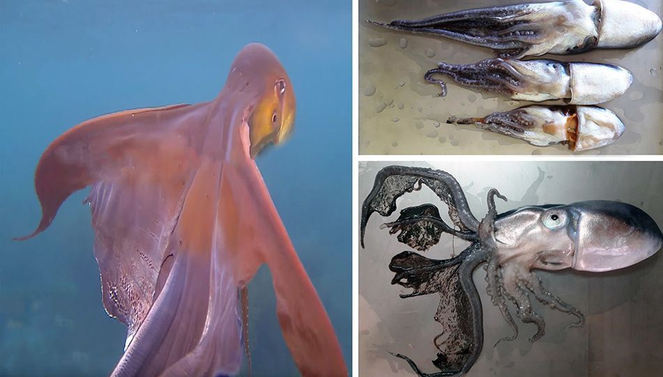 Neobična vrsta hobotnice u Jadranu, stručnjaci kažu: “Izrazito je rijetko viđena”