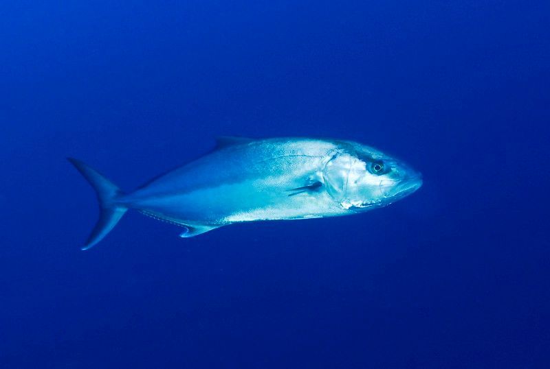 Je li gof plava ili bijela riba?