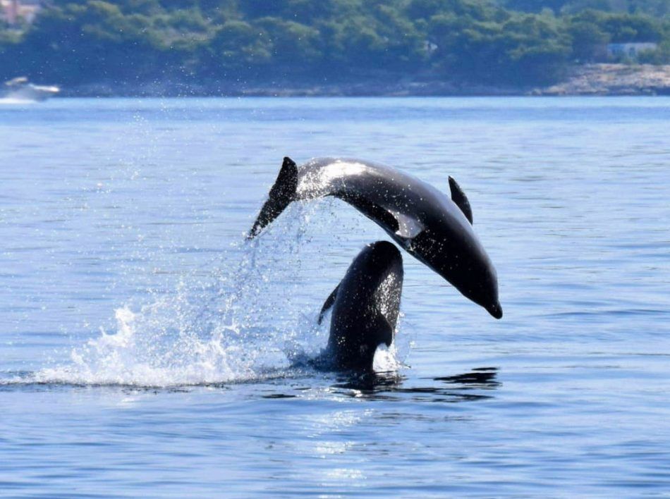 VIDEO Dupini oduševili domaće i goste u Dugom Ratu