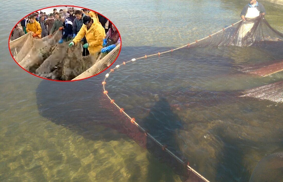 Što se krije iza izlova potegačama u Tarskoj vali? Donosimo odgovore Instituta za ribarstvo