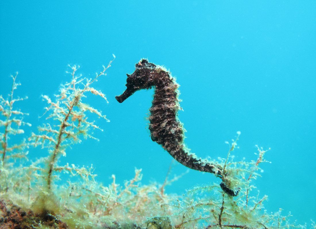 Jeste li u moru ugledali morskog konjića?