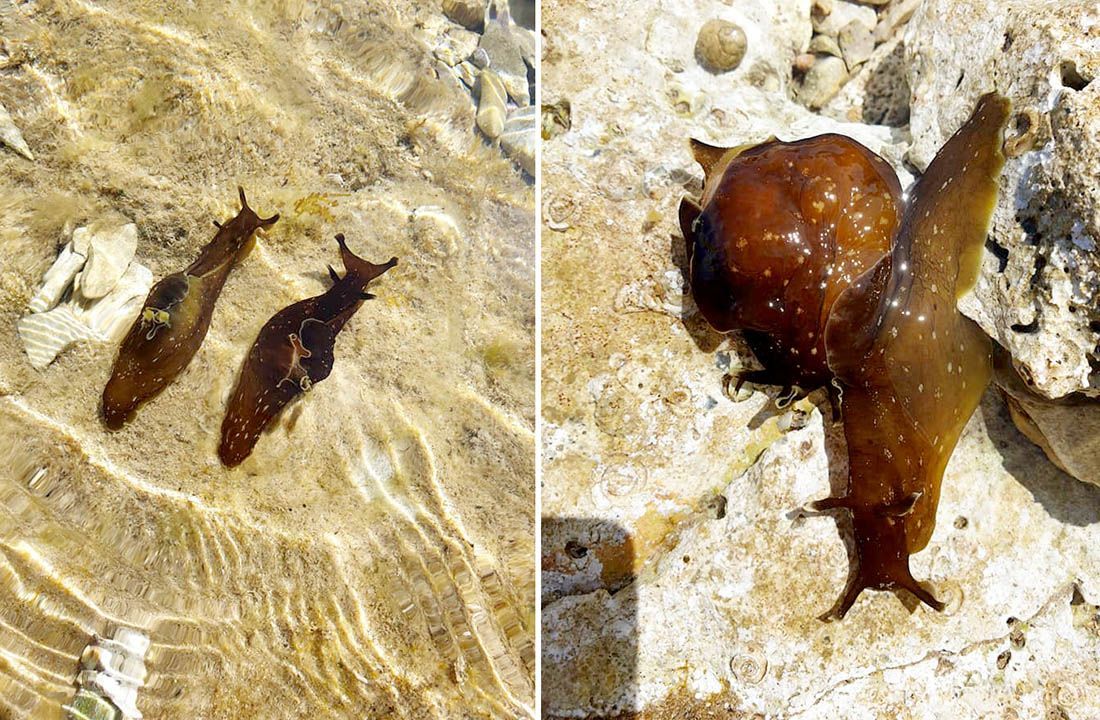 Neobično stvorenje u Jadranu: “Iz sekreta ove životinje izdvojen protein koji napada HIV”