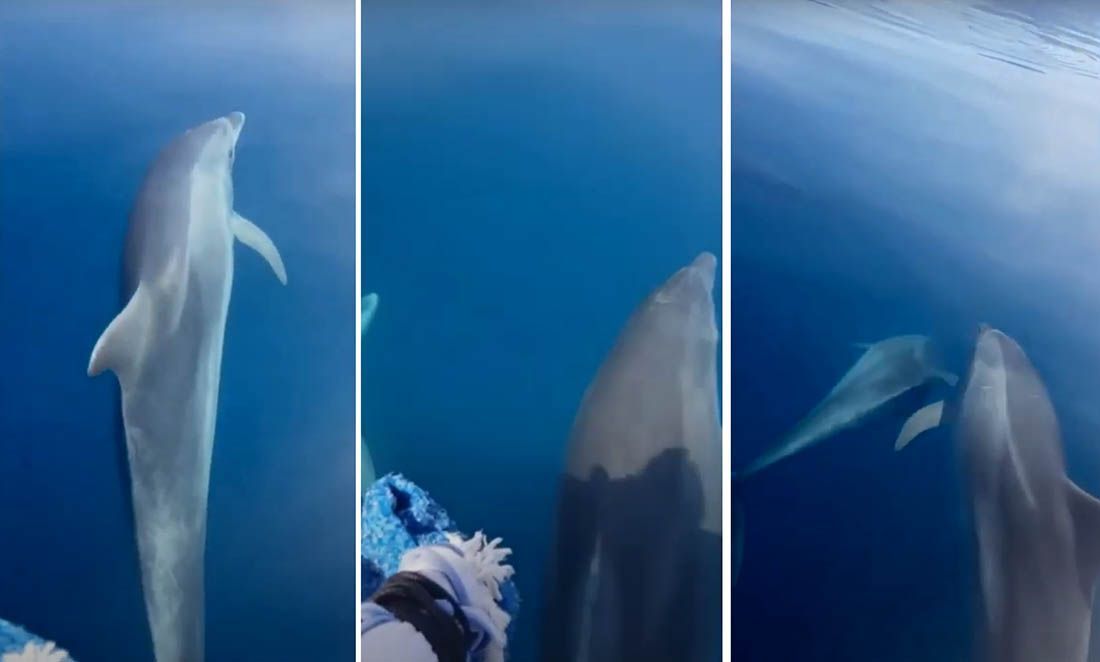 UZNEMIRUJUĆ VIDEO Ekipa s gumenjakom ganjala jato zaštićenih sisavaca: “Hvatamo dupiineee!”