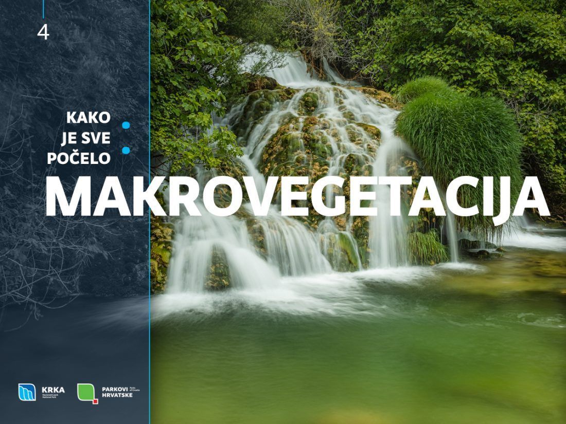 FENOMEN KRŠA Makrovegetacija