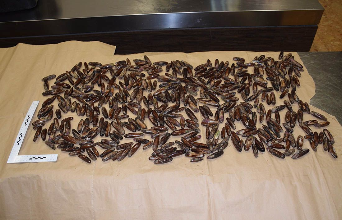 Držao u hladnjači više od 10 kilograma prstaca pa zaradio optužnicu