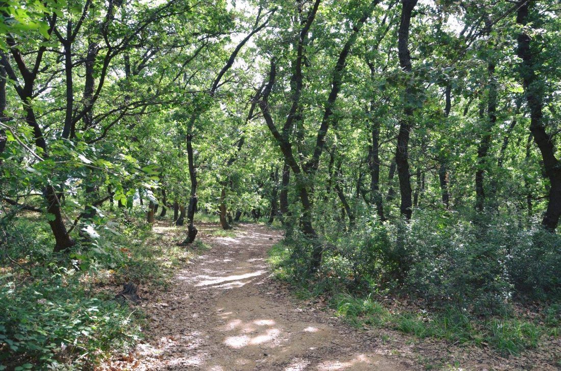 PAG Kreće akcija za spas crnike i pošumljavanje otoka hrastom meduncem