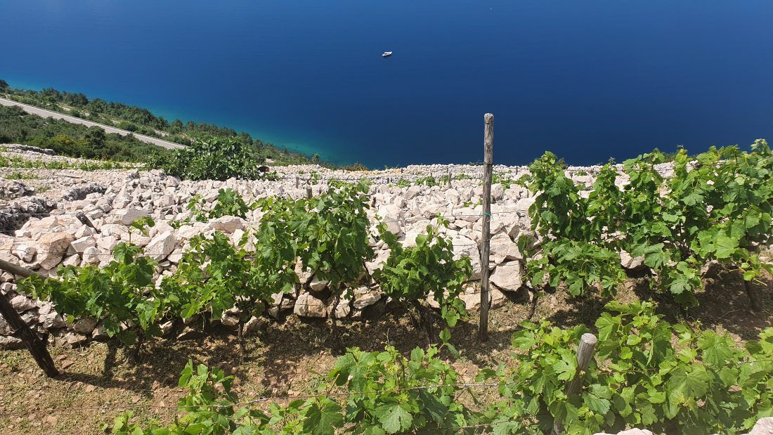 Osigurana dodatna sredstva za mjere pomoći vinarima