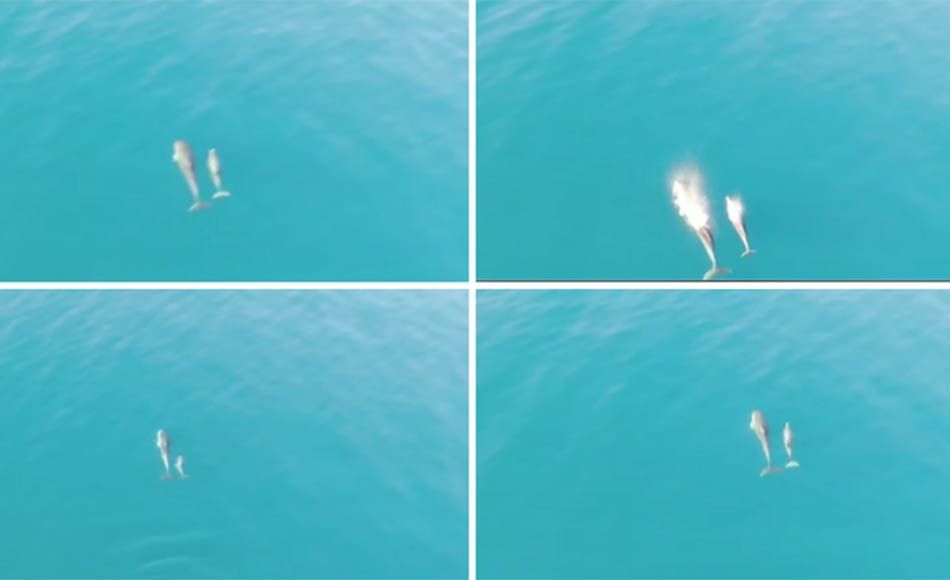 VIDEO Dronom uspio snimiti igru mame i bebe dupina kod Ražanca