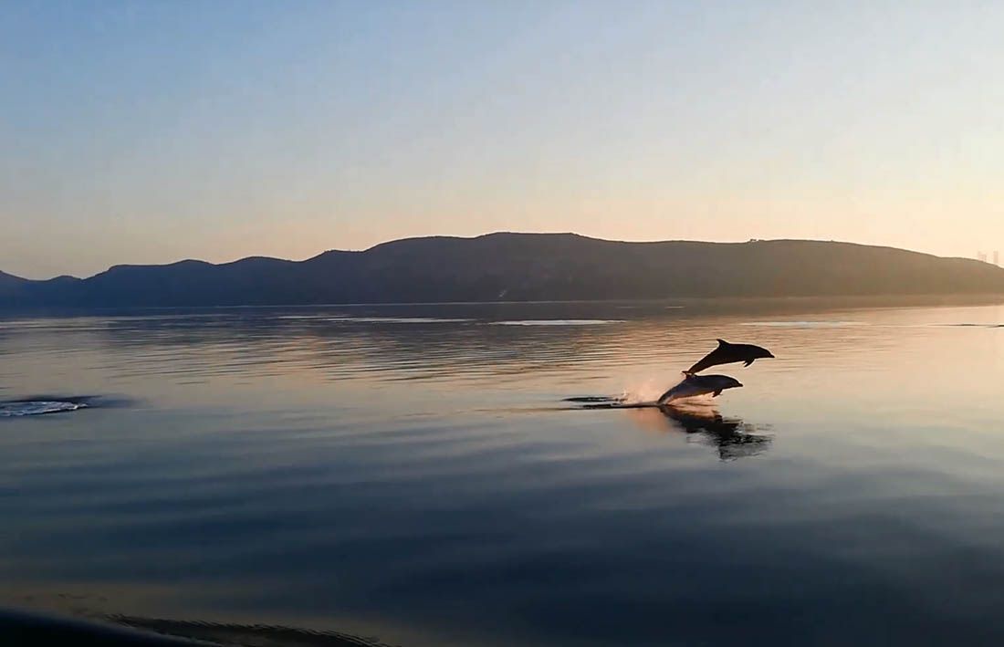 VIDEO Prizori za pamćenje – Nevjerojatna igra dupina između Iža i Ugljana