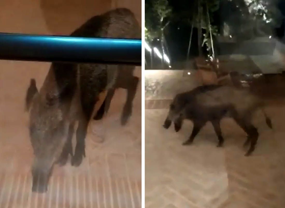 VIDEO Iznemogla životinja doteturala do vrata resorta na Hvaru: “Mogli ste joj barem vode dati”