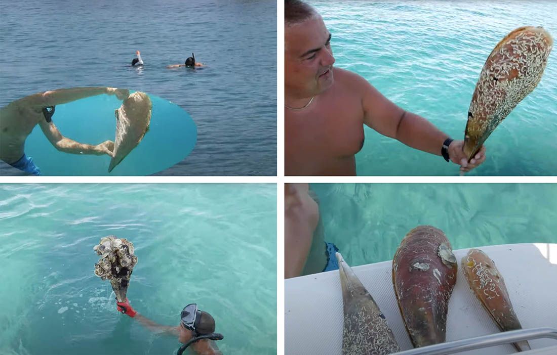 VIDEO Poljaci čupaju možda i posljednje primjerke periski kod Biograda – Sve snimili i objavili!