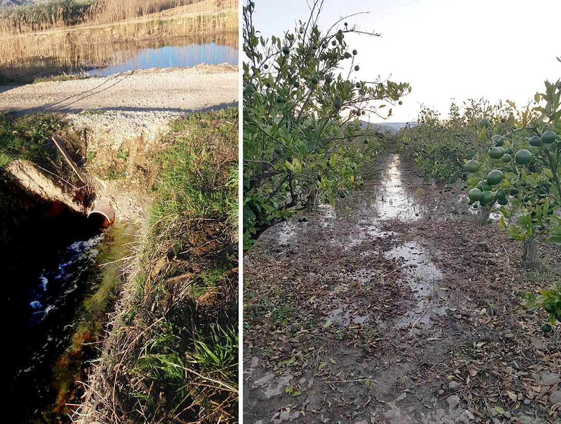 MILIJUNSKA ŠTETA U OPUZENU – U nasade mandarina puštena zaslanjena voda, Hrvatske vode peru ruke