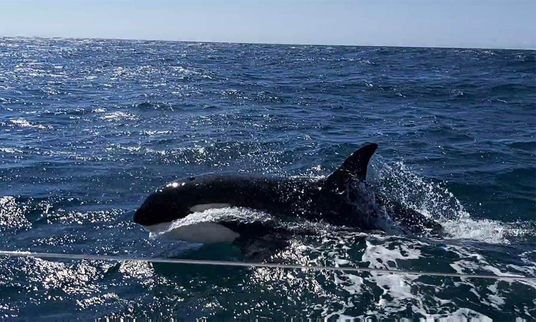 VIDEO Znanstvenici vjeruju da znaju zašto orke napadaju brodove: “Ciljaju isključivo kormila”