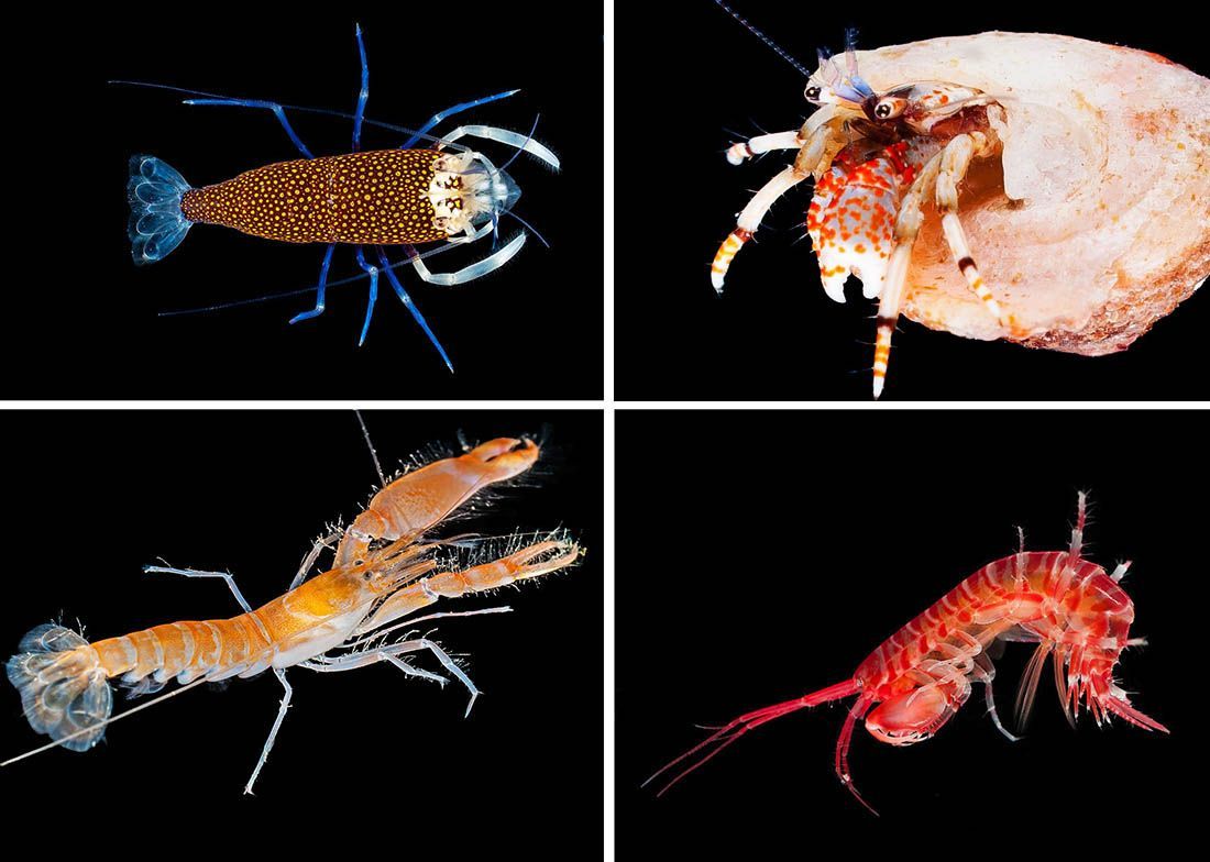 RAKOVI JADRANA Izložba stručnjaka i strastvenog ljubitelja podmorja, Pere Ugarkovića