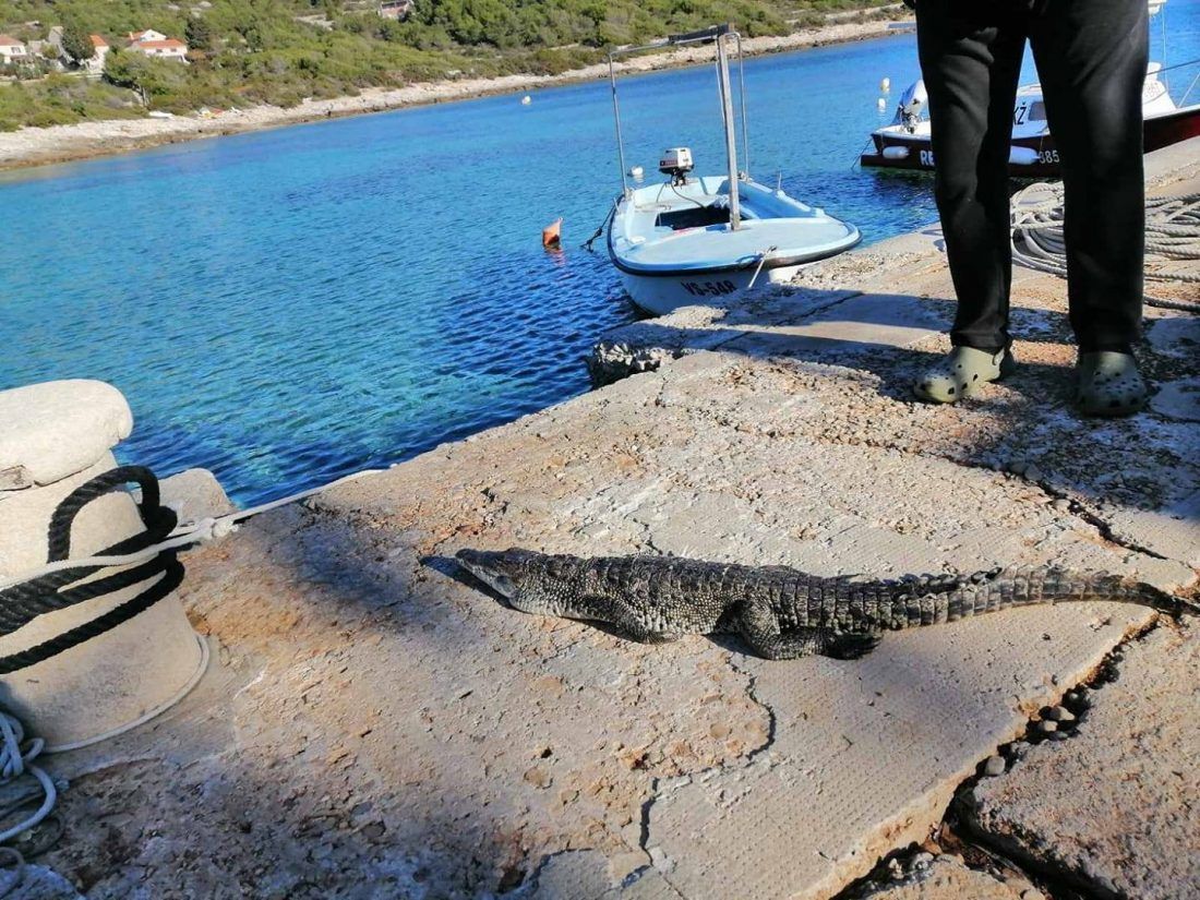 KROKODIL NA RIVI “Ljudi moji zar je i to moguće?”