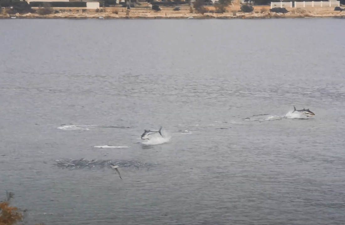 VIDEO Jato tuna usred hranjenja kod Čiova: “Čim sadm došao, vidio sam da more ‘kuva'”