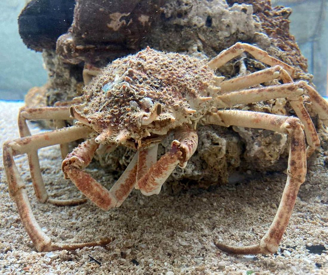 LOVOSTAJ NA RAKOVE Velika rakovica ujedno je i zaštićena vrsta