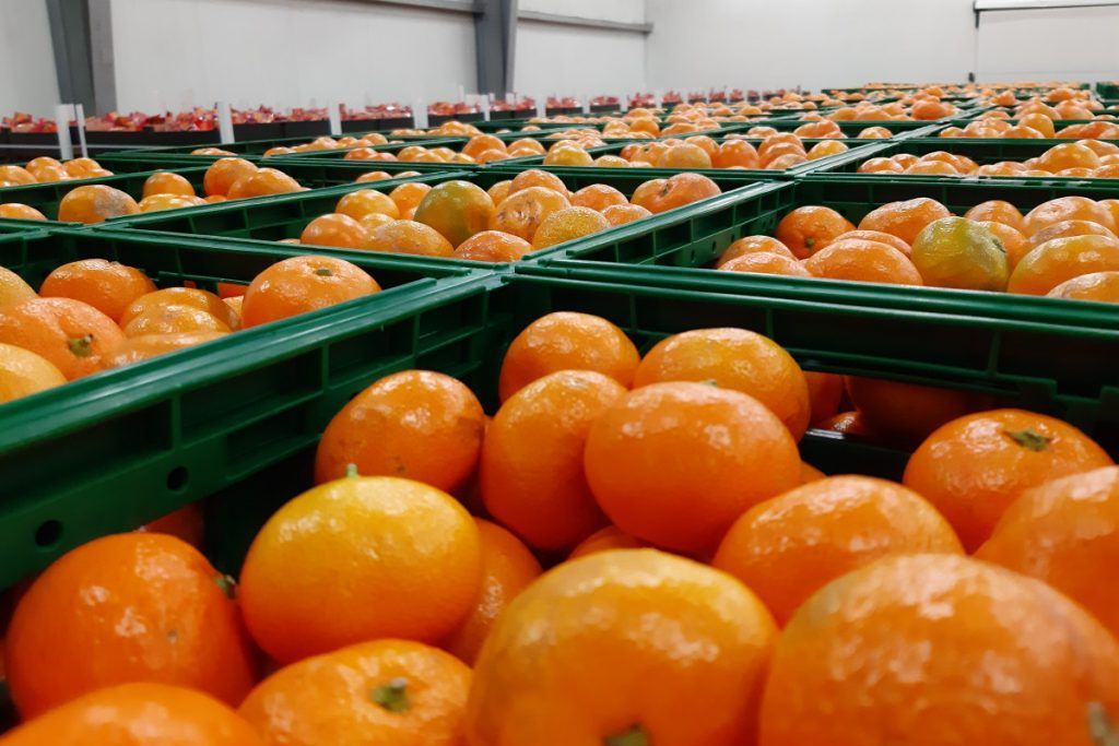 U mandarinama otkriveni tragovi nedopuštenih pesticida – Proizvođači iznenađeni