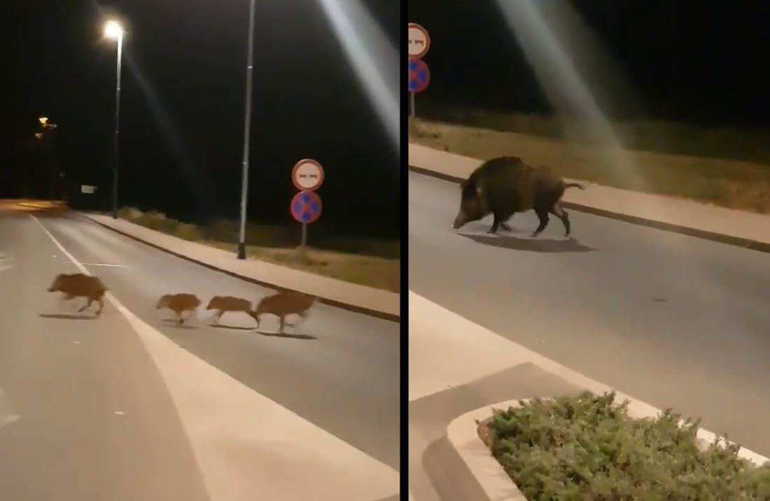 VIDEO Čopor divljih svinja se spustio do Pule