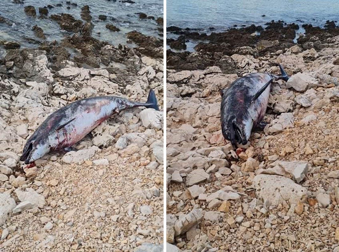 More kod Rogoznice izbacilo uginulog dupina na plažu, bio je pun ožiljaka