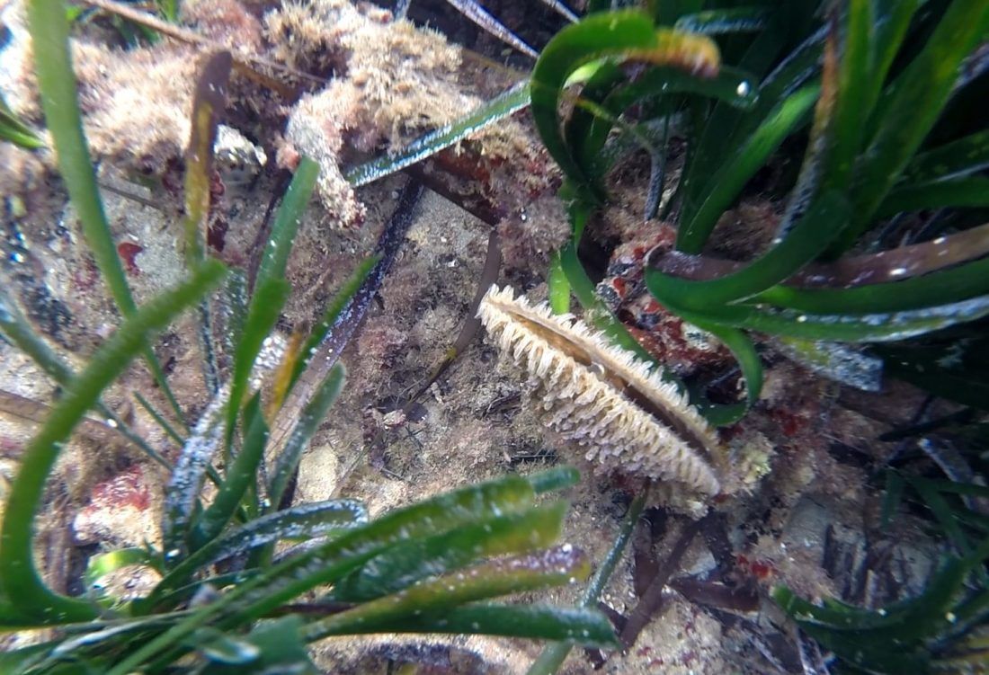 SVJETSKI JE DAN DIVLJIH VRSTA Pred izumiranjem više od milijun različitih biljaka i životinja