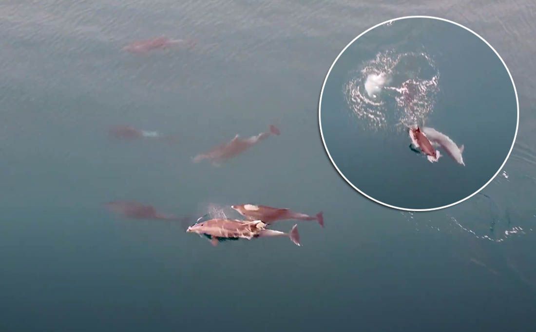 VIDEO Igru dupina u Ravskom kanalu snimili dronom: “Poseban ih je gušt vidjeti iz zraka”