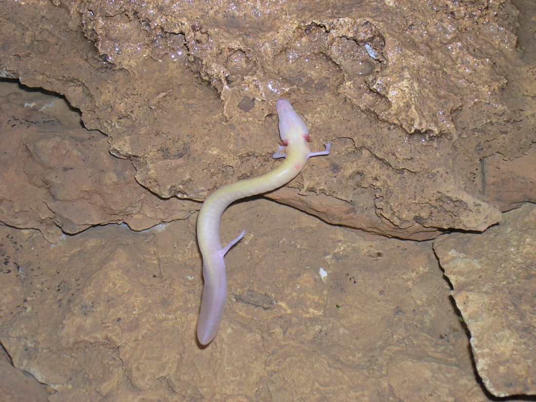 PODZEMNI SVIJET KRŠA Čovječja ribica