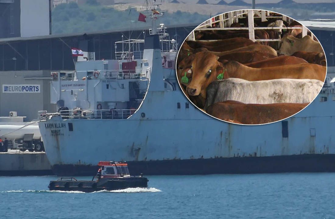Španjolci žele ubiti stotine krava s broda koji je mjesecima lutao Sredozemljem