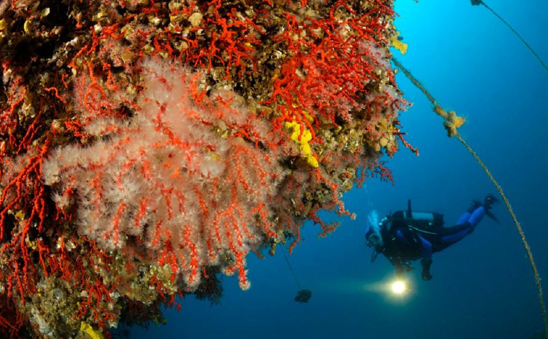 KORALJAR Mistično zanimanje koje nestaje