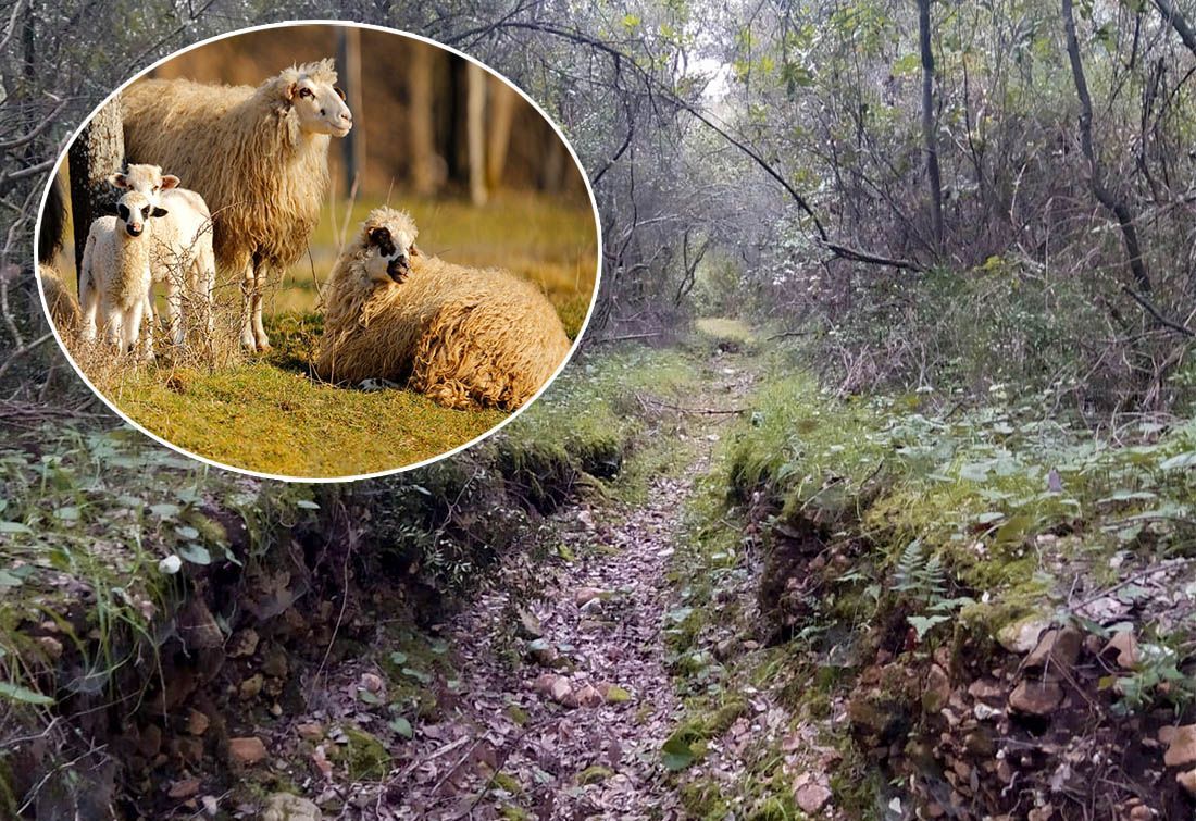 KAO NEKAD Šumske staze na Lastovu održavat će koze i ovce