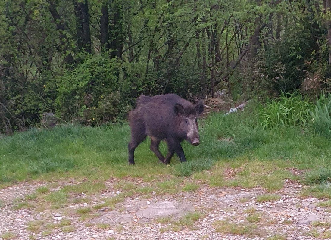 NE BOJE SE NIKOGA: Divlje svinje mirno šeću Rijekom, ušle su i u Škurinje