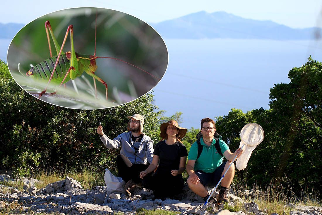 BIOLOŠKA EKSPEDICIJA PO JADRANSKIM OTOCIMA Istraživanje skakavaca i zrikavaca Parka prirode Lastovsko otočje