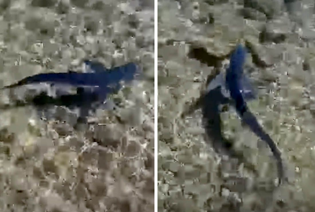 VIDEO: NEOBIČAN PRIZOR Morski pas plivao uz samu obalu, na svega pola metra dubine