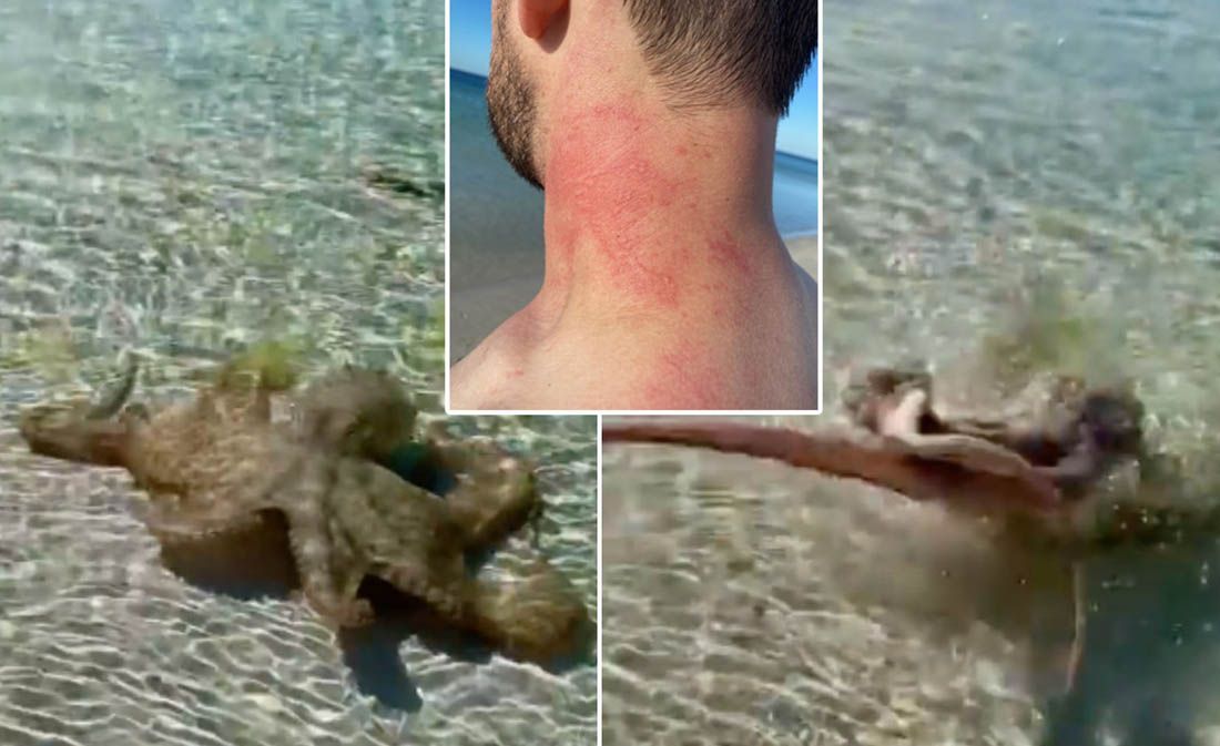 VIDEO Geologa namlatila hobotnica, pa ga još jednom dočekala u plićaku