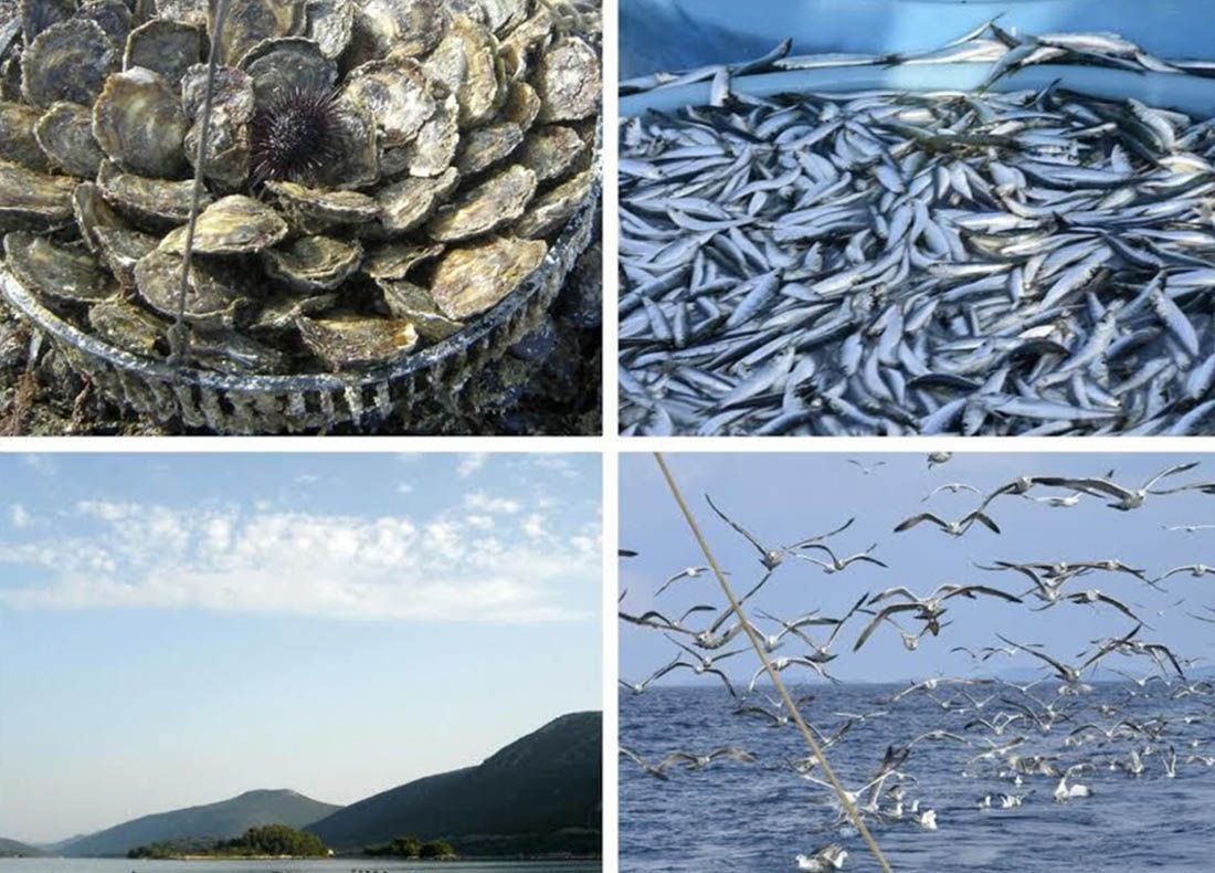 Za povećanje konkurentnosti ribarstvenog područja FLAG-a Južni Jadran Vučković dodijelila 3,6 milijuna kuna