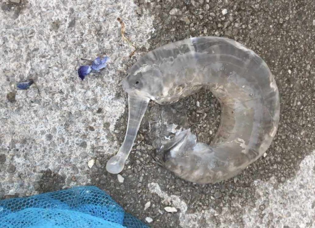 Djeca pronašla prozirno stvorenje na jadranskoj plaži