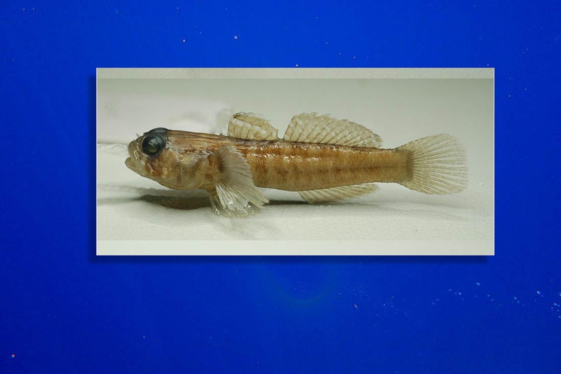 Otkrivena nova riblja vrsta u Jadranu!