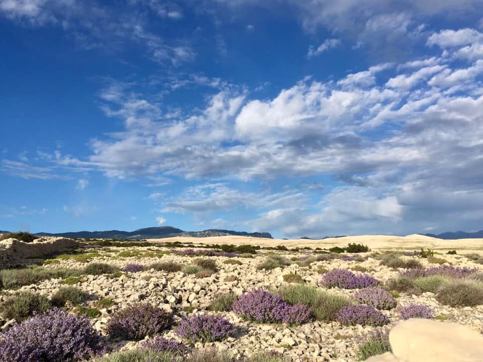 SEZONA BERBE KADULJE Molba nesavjesnim beračima: “Berite nadzemni dio, nemojte čupati korijenje!”