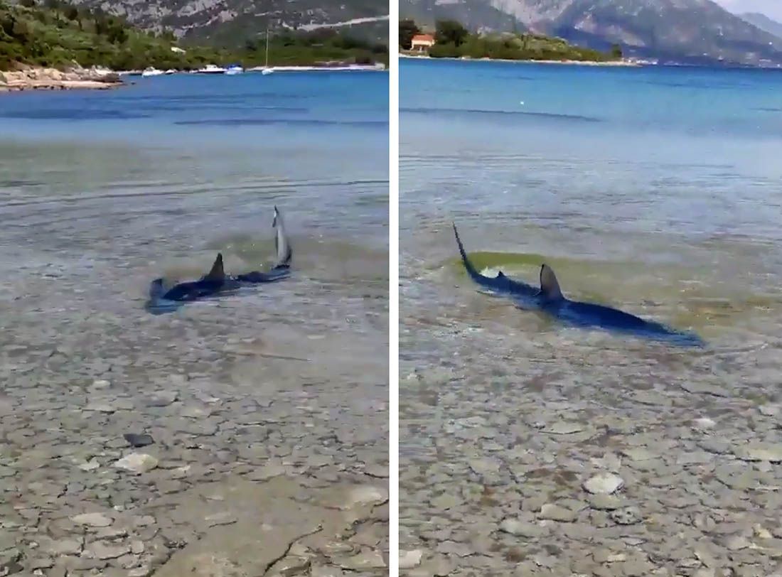 VIDEO Dvometarski morski pas modrulj na korčulanskoj plaži