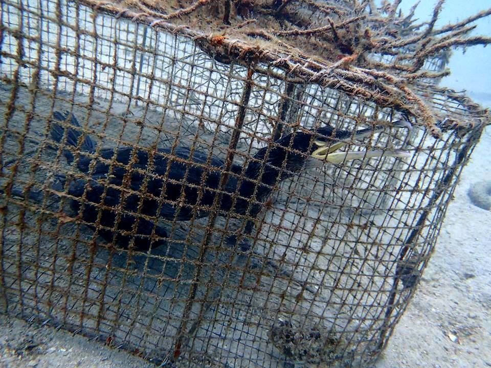 Godišnje se baci u more više od 18 posto ribljeg ulova – Stradavaju čak i ptice!