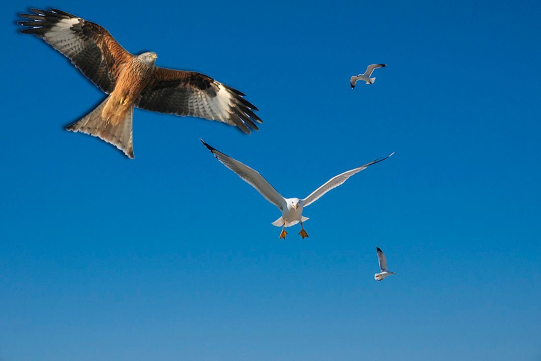 NEBESKI OBRAČUN Zbog štete koju im rade galebovi, ribogojilišta će unajmiti – jastrebove