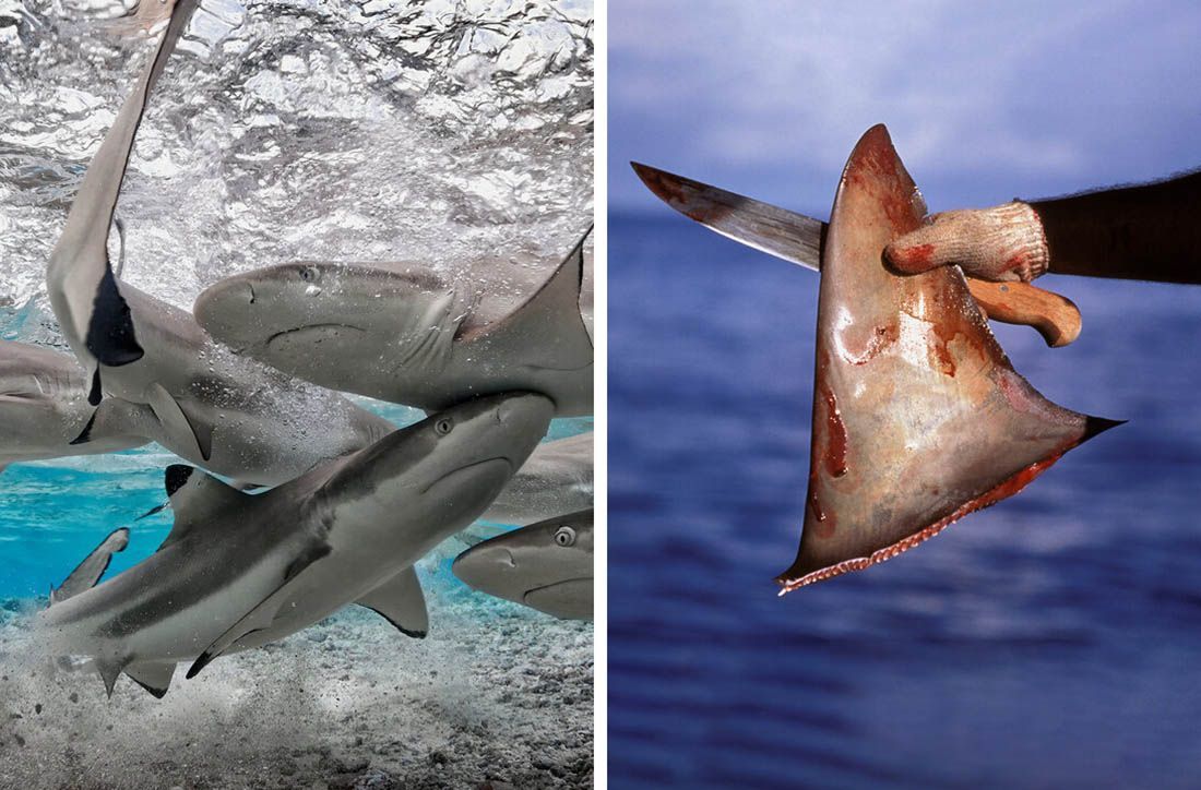 BIZNIS TEŽAK VIŠE OD 2 MILIJARDE EURA Svjetska trgovina mesom morskih pasa i raža