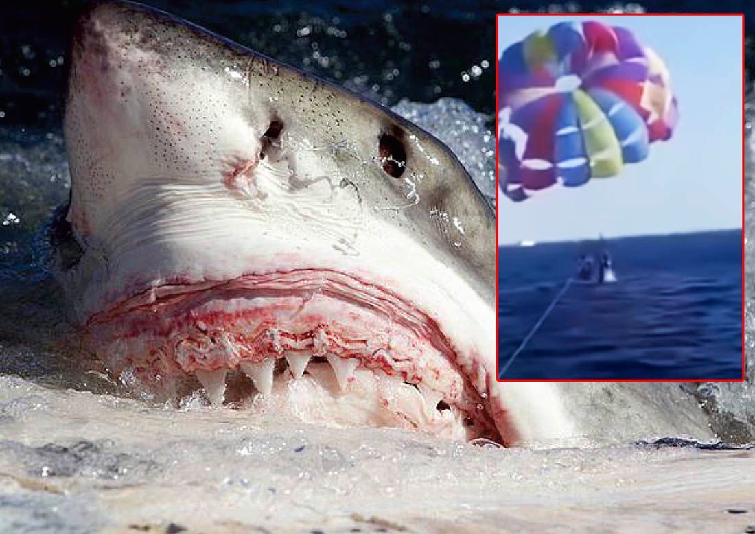 VIDEO Zastrašujuća snimka – Morski pas iskočio iz mora i ugrizao parasailera!