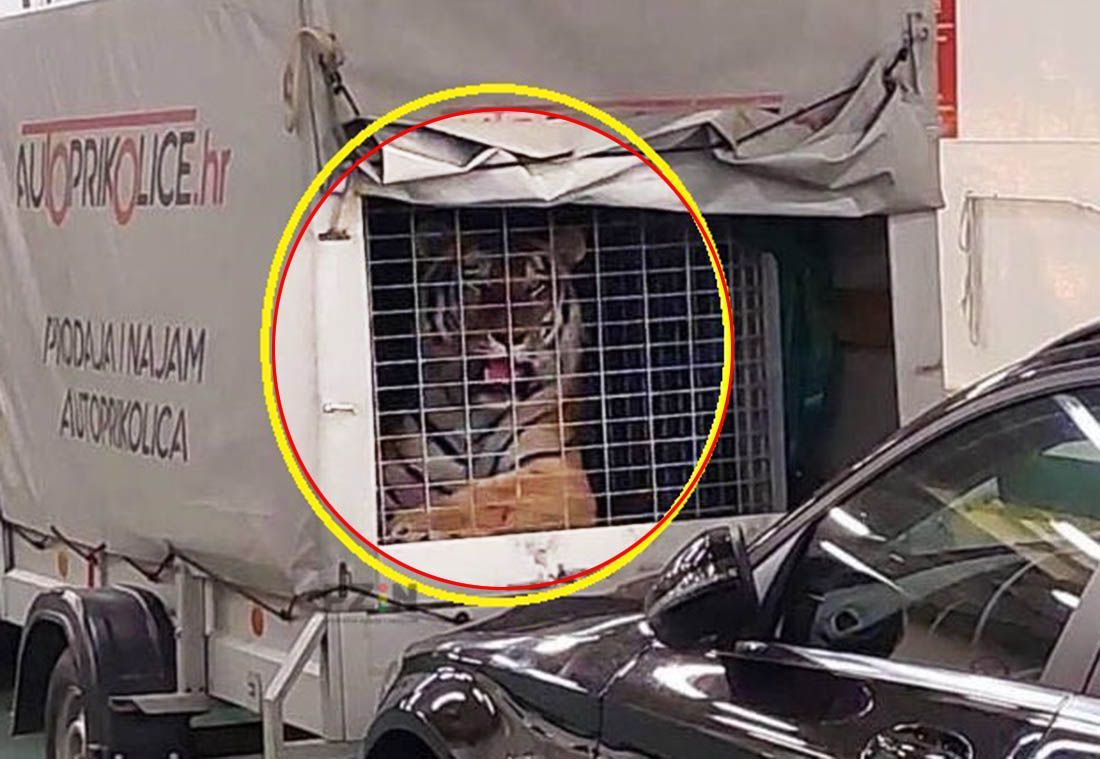 NA TRAJEKT UKRCAO TIGRA! Posada za životinju saznala tek na pola puta do Hvara