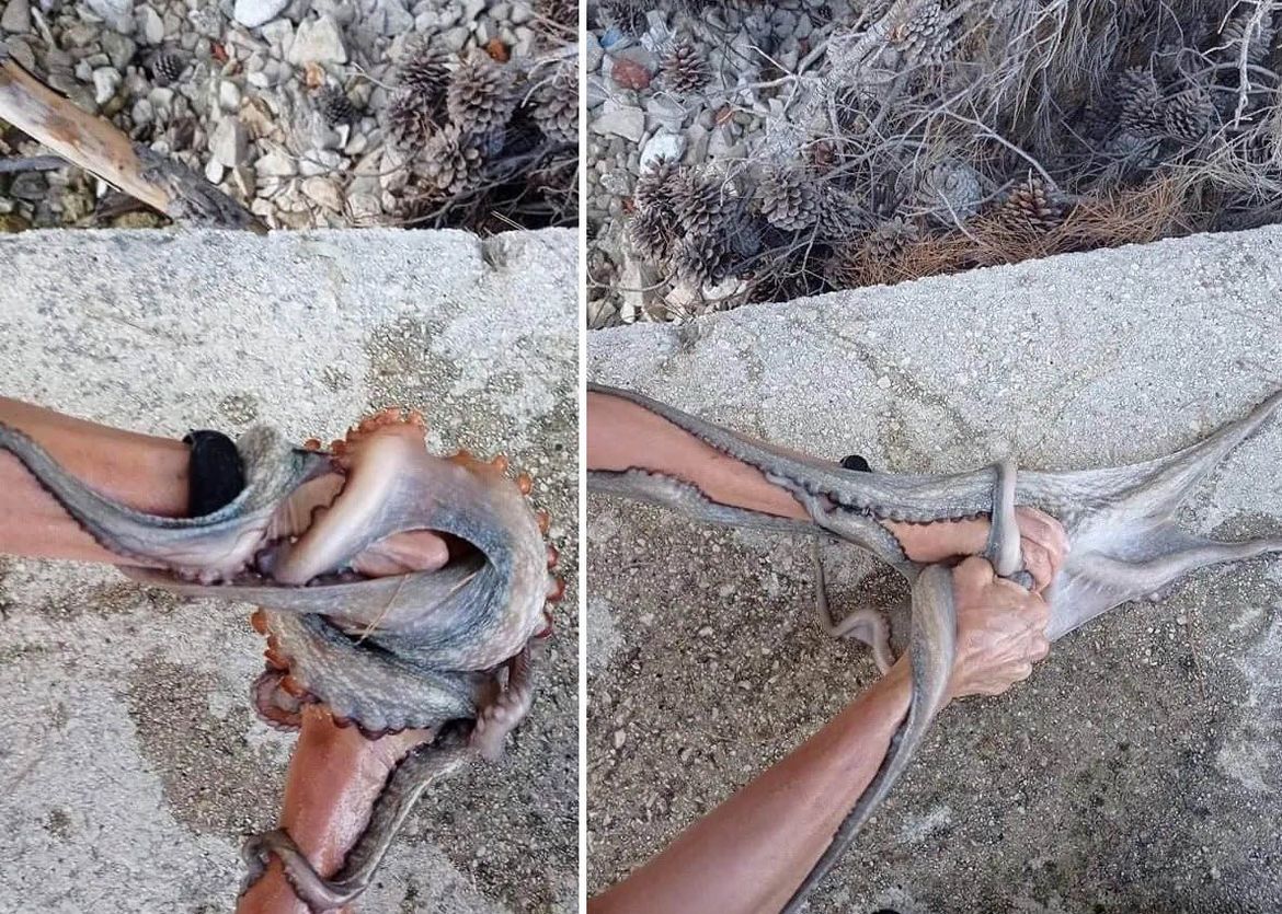 Novinarku napala hobotnica u istoj uvali, gdje je neki dan gnjurac napao kupača